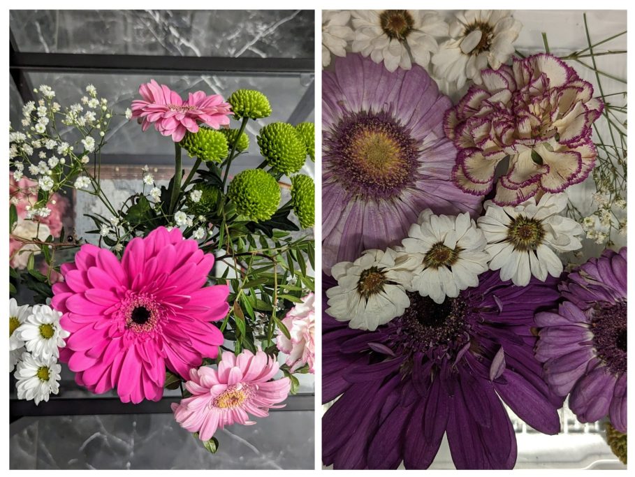 Farbänderung frisch vs. getrocknet